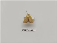 藏品(黃刺蛾)的圖片